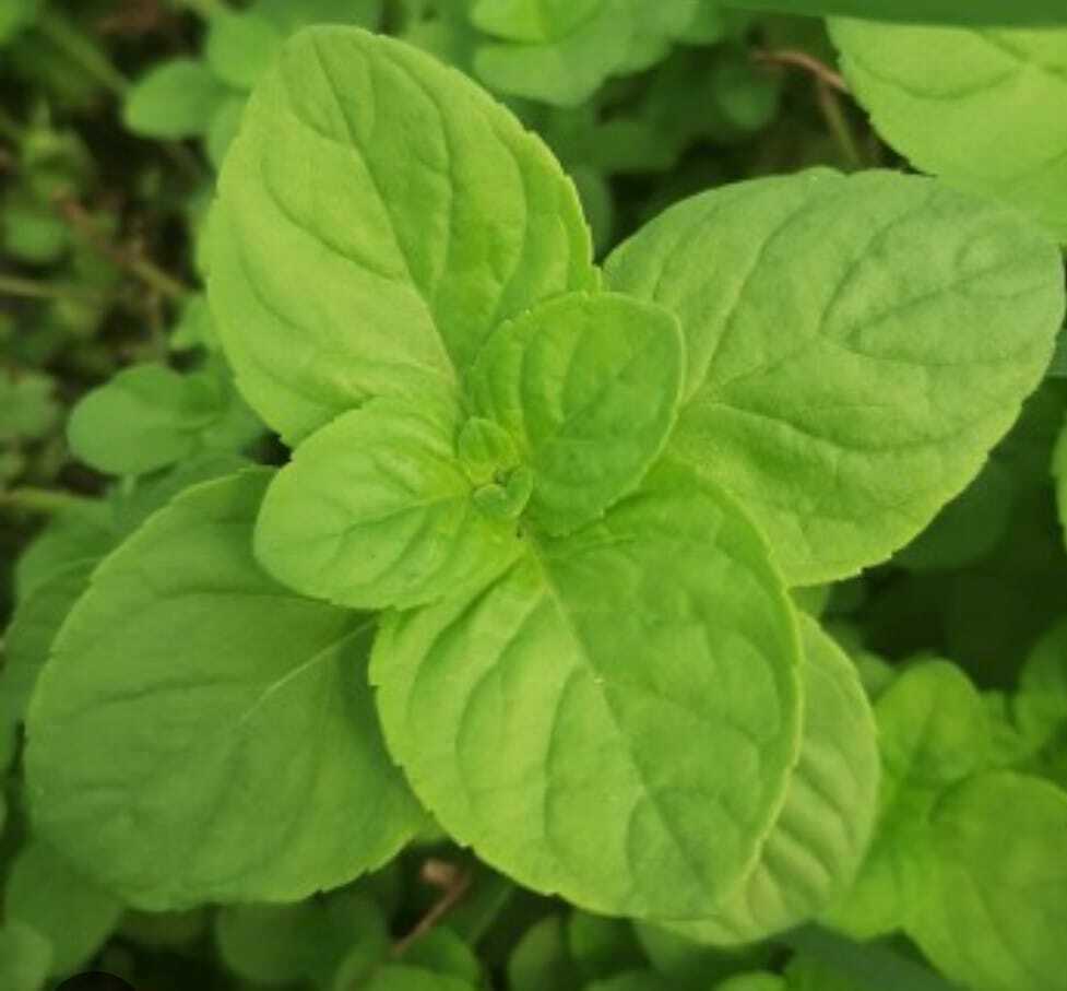 MENTA 25gr