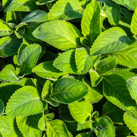 BOLDO Agroecológico - 25g
